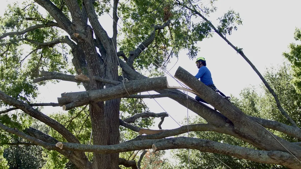 Professional Crown Thinning performed by certified arborists in Preble