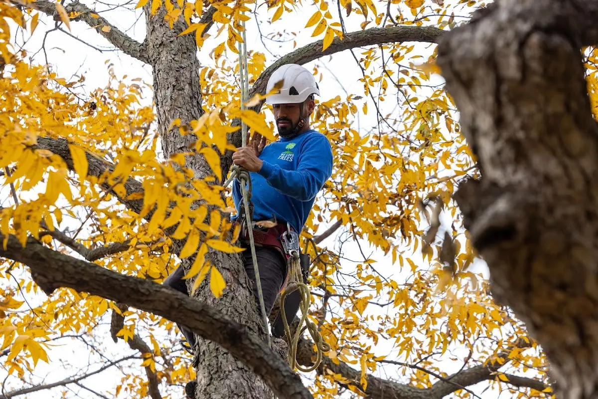 Skilled Dead Tree Removal crew working in Preble